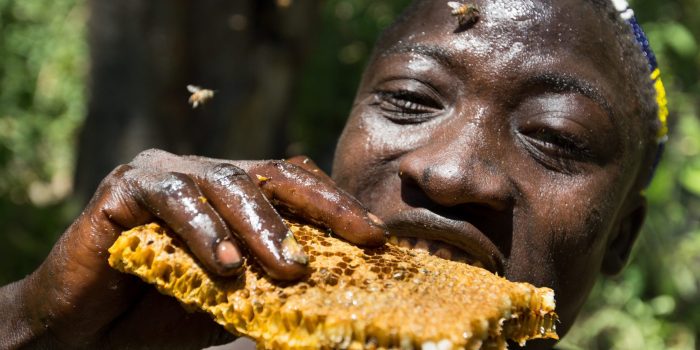 Hadza man eating honeycomb and larvae from a beehive.
